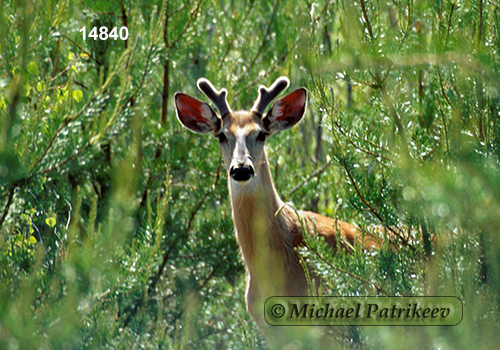 White-tailed Deer (Odocoileus virginianus)